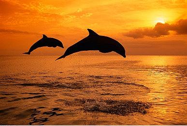 《Apex英雄》因存在Bug漏洞 暂时禁用武器和皮肤