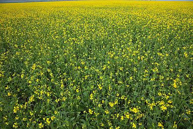 卡普空宣布《鬼泣5》将与维吉尔dlc合并销售 各区价格调整